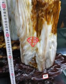 Gỗ Hoá Thạch 1 38
