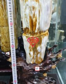 Gỗ Hoá Thạch 1 42